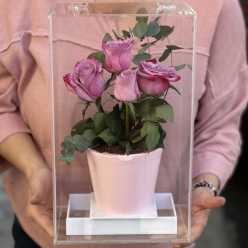 Pembe Güllü Saksıda Çiçek Pasta (Özel Tasarım Kutu)